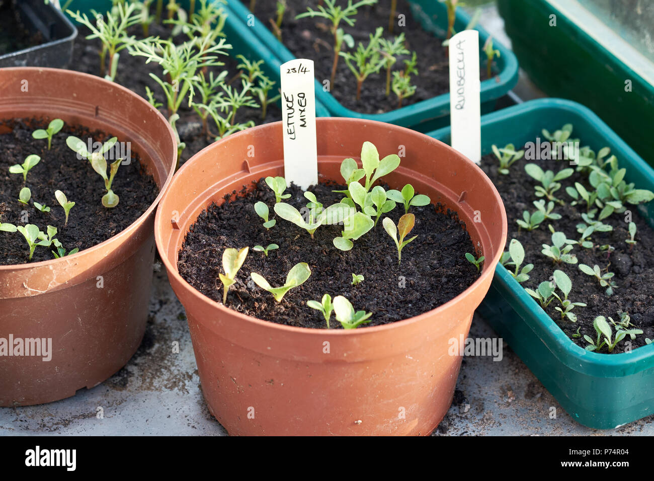 Insalata mista e una foglia di plantula Rudbeckia piante che crescono in compost riempito vasi per piante su un banco di metallo in una serra, UK. Foto Stock