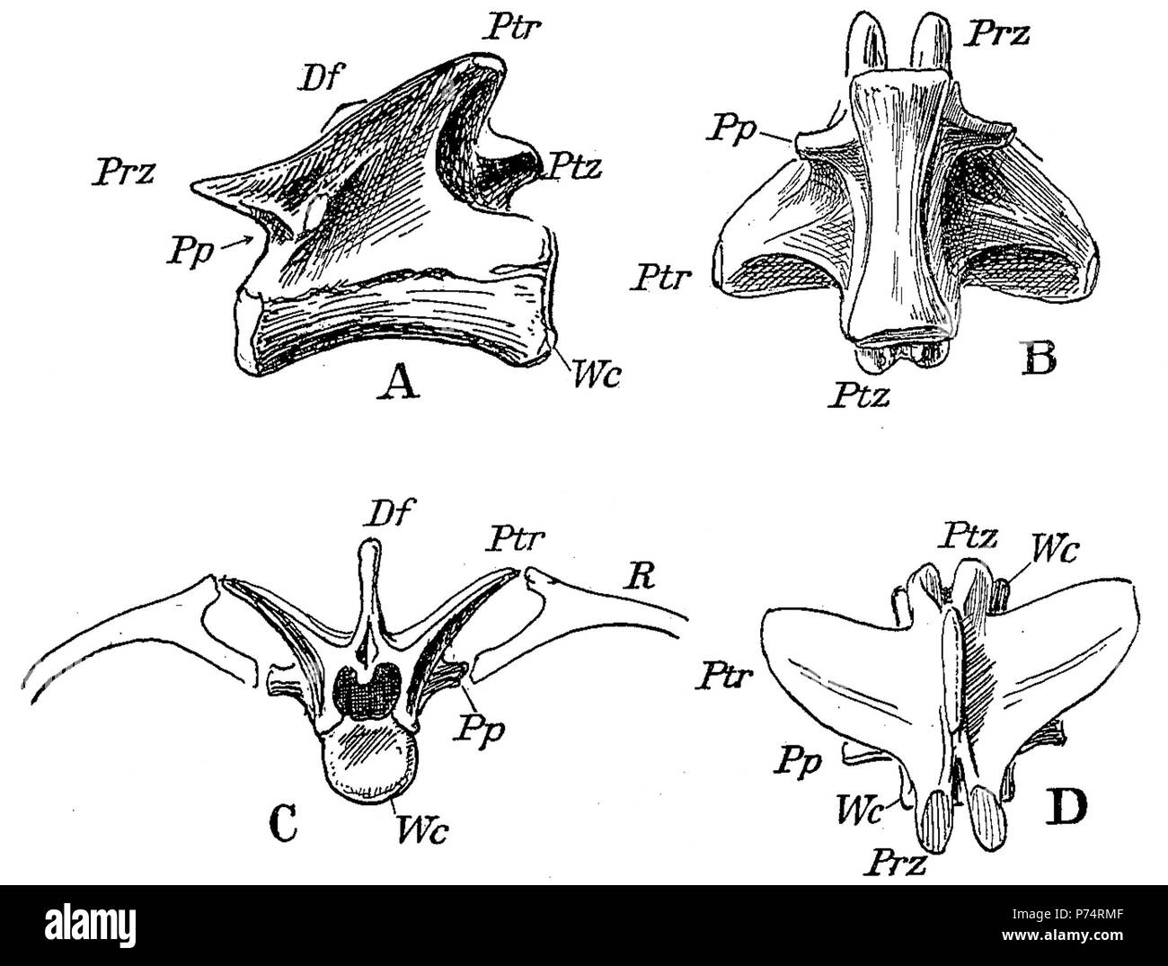 Inglese: Torna la vertebra di Pterospondylus trielbae in diverse viste. Tra il 1913 e il 1914 53 Pterospondylus trielbae Foto Stock