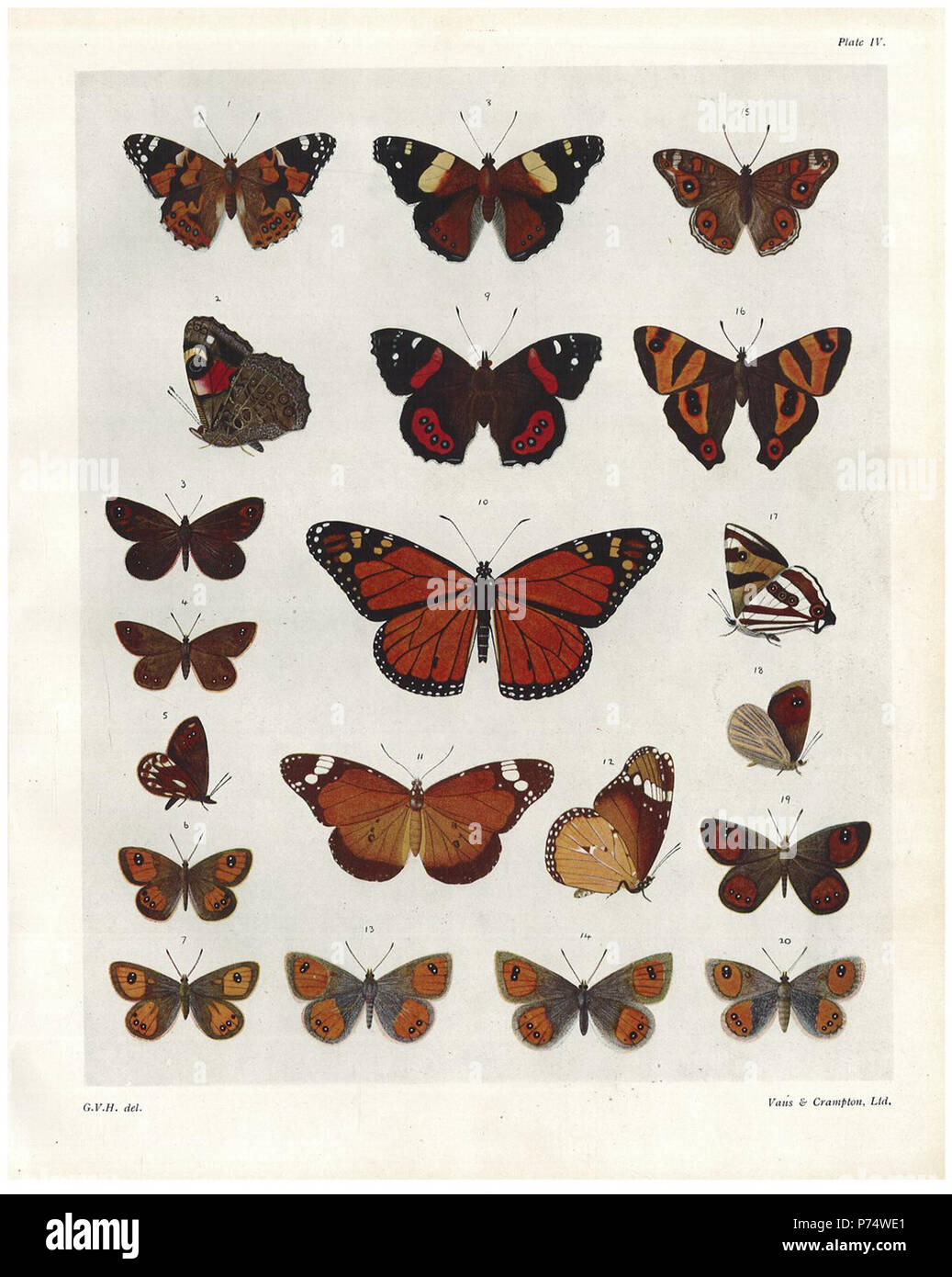 Inglese: piastra IV Il butterlies & falene di NZ . 1928 40 Piastra IV Il butterlies &AMP; falene di NZ Foto Stock