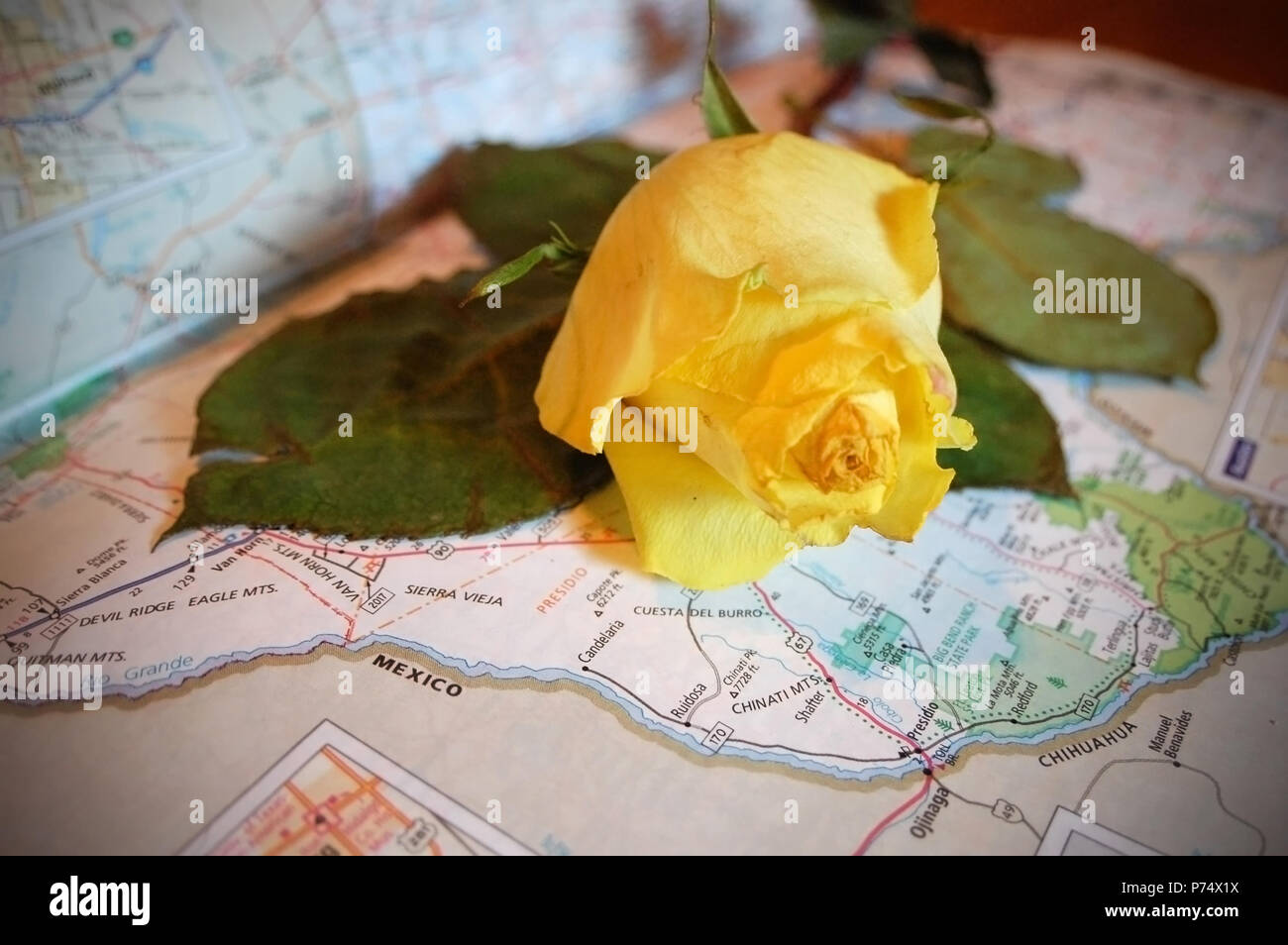 Una rosa gialla nella foto con una mappa del Texas. Foto Stock