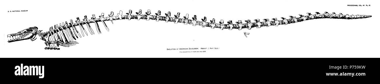 Scheletro di Basilosaurus come ricostruita da Gidley 1913. 1913 127 Gidley-1913-Basilosaurus-scheletro-ricostruzione Foto Stock