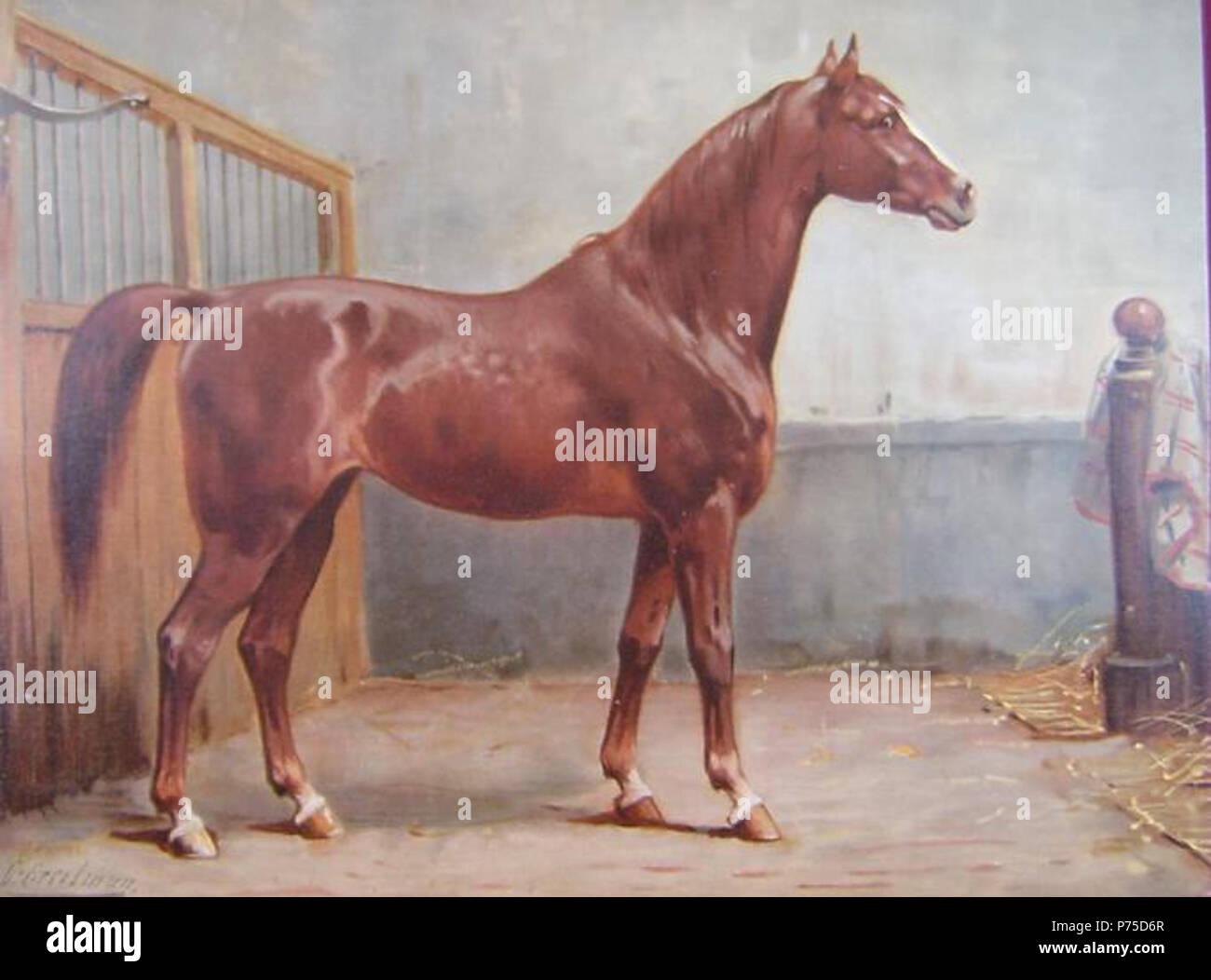 Inglese: Riproduzione di una stampa da Otto Eerelman, un pittore olandese che ha pubblicato un lavoro su razze di cavallo (Paardenrassen Kunstalbum) nel 1898. Il cavallo è identificato come un Hanoverian, una più raffinata razza di tutti-scopo cavallo dalla Germania. Il colore del mantello è di castagno. Il lato sinistro della funzionalità in background la parte anteriore della scatola di una stalla, mentre il lato destro presenta un allentato o tie stallo. Il tessuto oggetto è una coperta di cavallo. "Hanoverian' è anglicizzato da 'Hannoveraner' (tedesco) o 'Hannover paard' (Olandese). 1898 35 Eerelman-Hannover Foto Stock