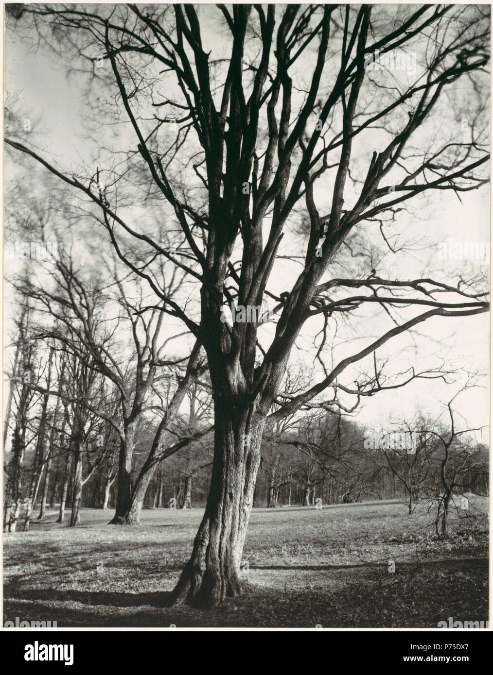 120 Eugène Atget, dintorni di Parigi, 1920s Foto Stock