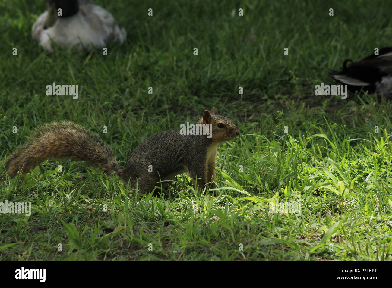 Fox Tail scoiattolo closeup shot con erba verde. Foto Stock