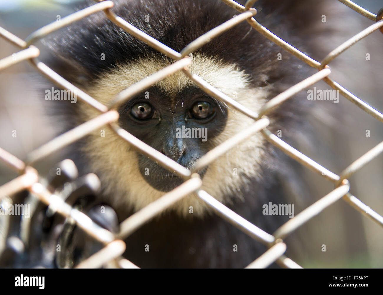 Captive bianco-consegnato gibbone (Hylobates lar) a Nam Ha preso Mae Surin National Park Zoo, Mae Hong Son, Thailandia Foto Stock