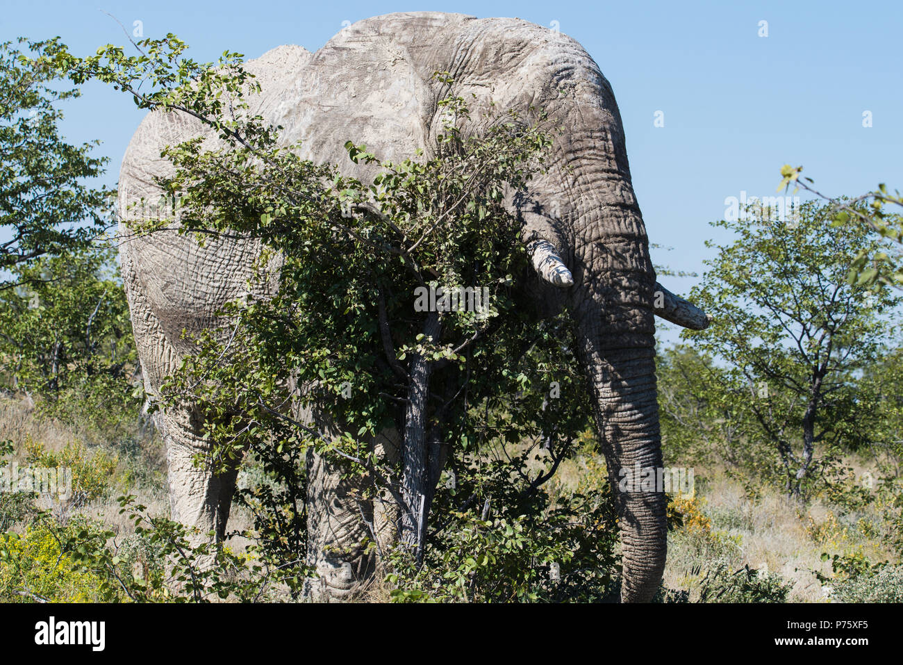 Non riesci a vedere me. Grandi bull elephant graffi sulla tree - sembra che il tentativo di nascondere Foto Stock