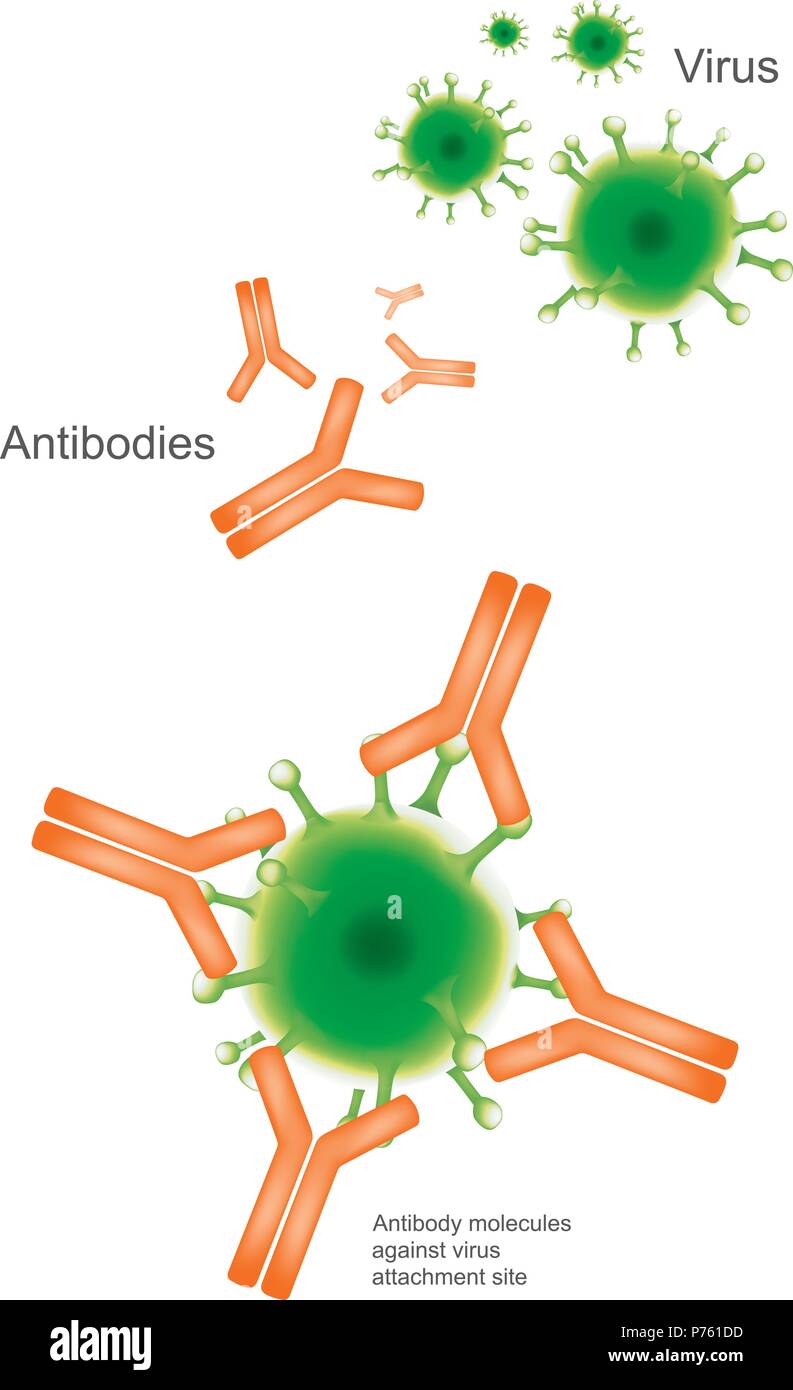 Anticorpo e virus. Illustrazione medico e sanitario ed infografico. Illustrazione Vettoriale