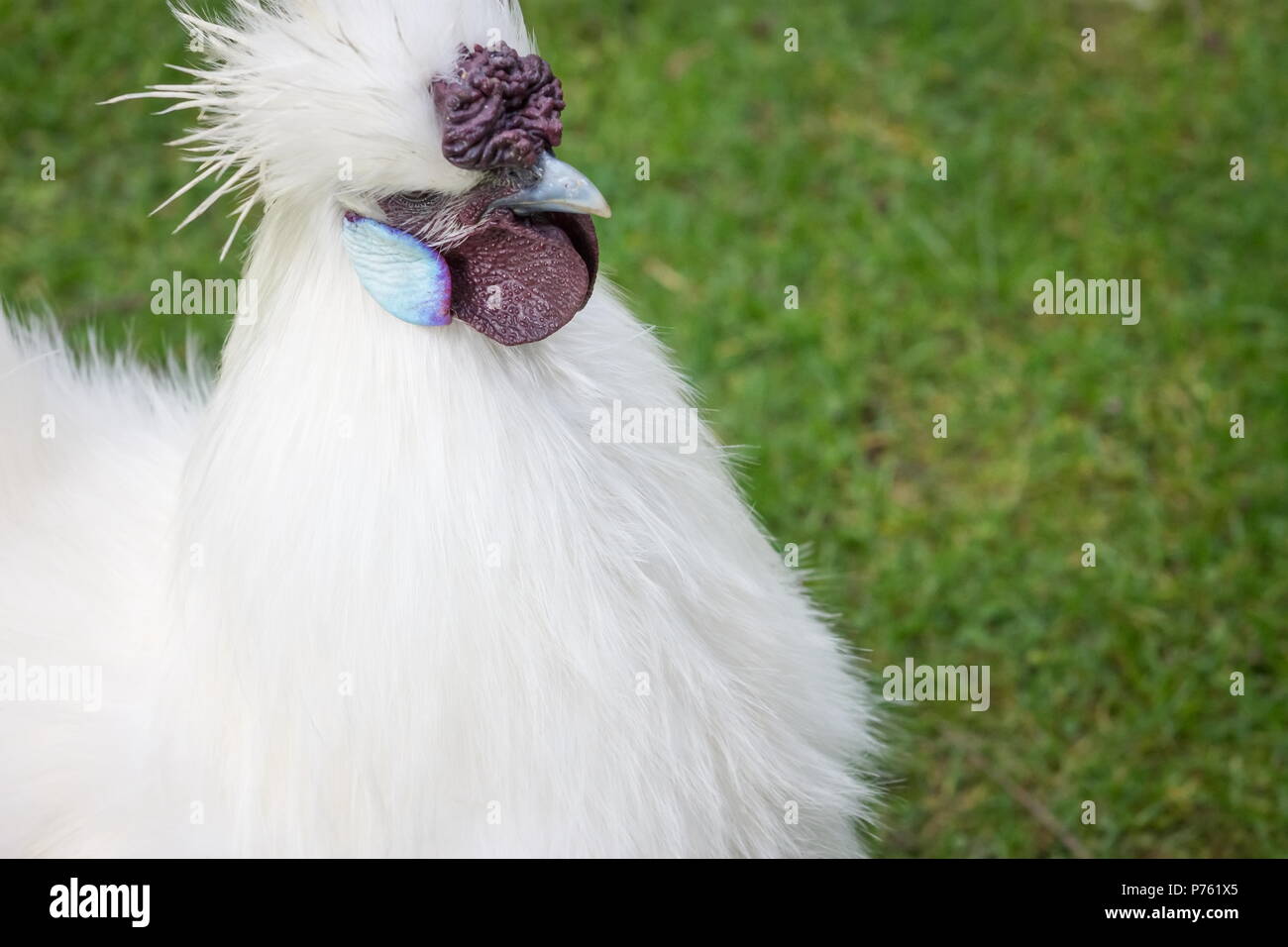 Chiudere l'immagine di un pollo Silkie con spazio di copia Foto Stock