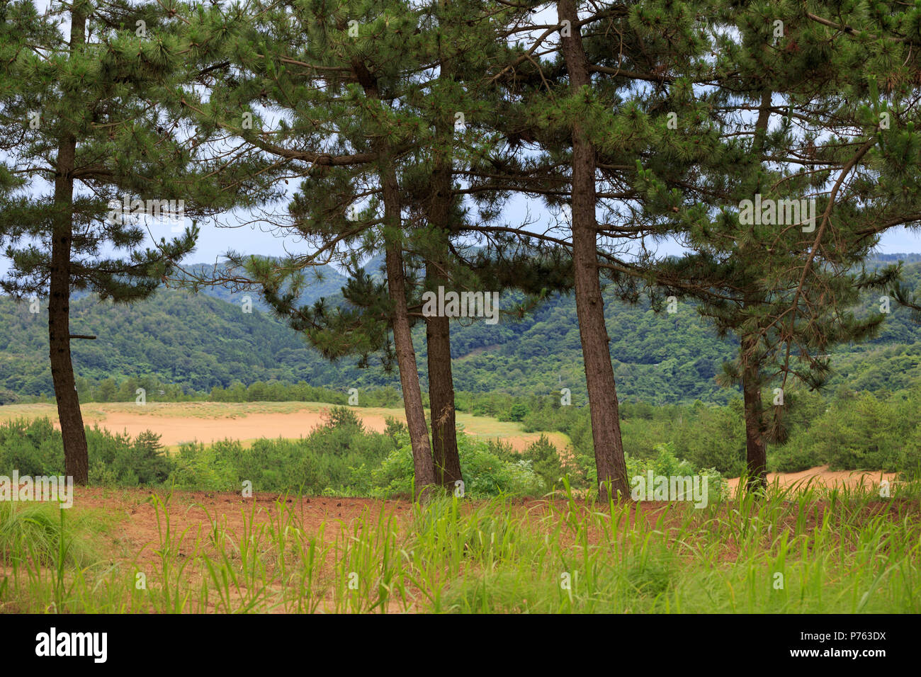 Giapponese di alberi di pino contro montagne boscose nella prefettura di Tottori Foto Stock