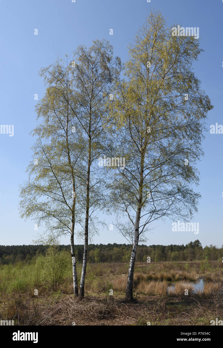 Argento di betulle (Betula pendula) crescente nella brughiera di Broadwater Warren mostrano i primi segni di primavera con un fresco e il verde delle foglie e ramoscelli. Foto Stock