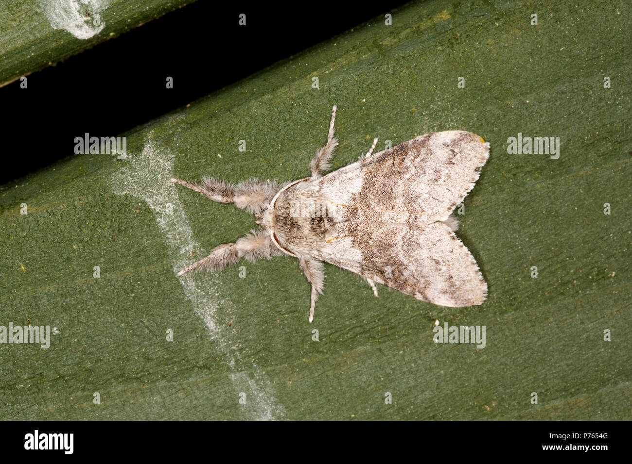 Un pallido tussock moth, Calliteara pudibunda, che è stato attratto da un vapore di mercurio falena trappola posizionata nei pressi di un laghetto in giardino. Lancashire England Regno Unito GB. Foto Stock