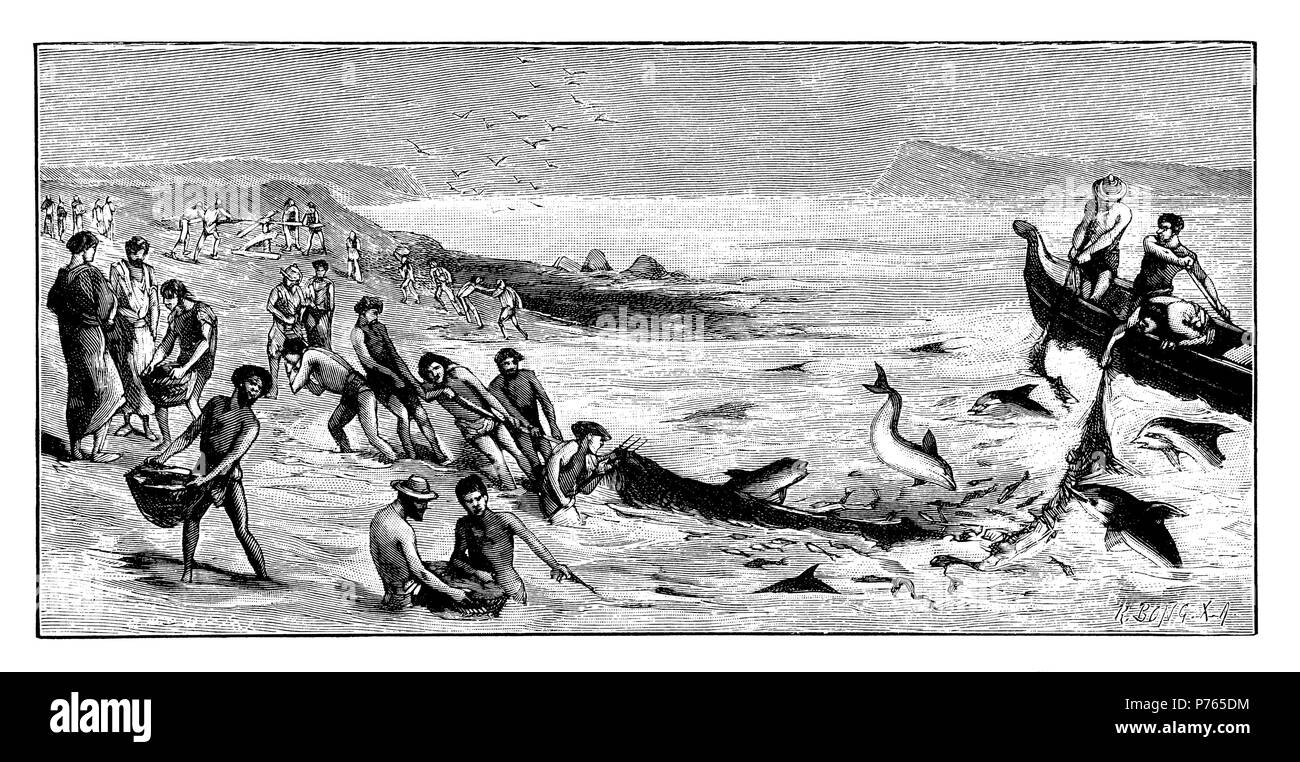 I delfini aiutare i pescatori catturare triglie, 1902 Foto Stock