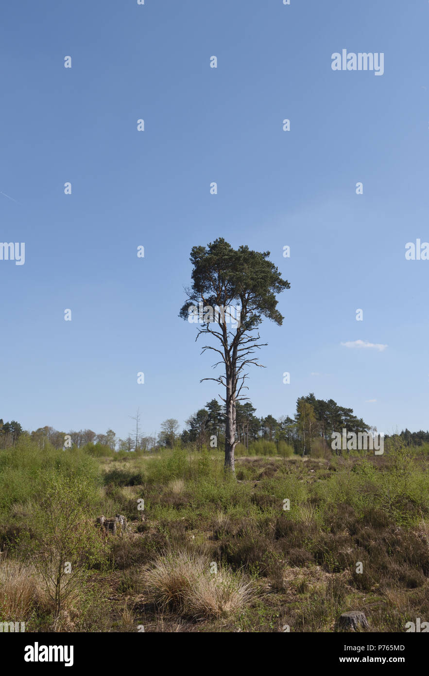 Un pino silvestre (Pinus sylvestris) crescente nella brughiera di Broadwater Warren. Broadwater Warren, Royal Tunbridge Wells, Kent, Regno Unito Foto Stock