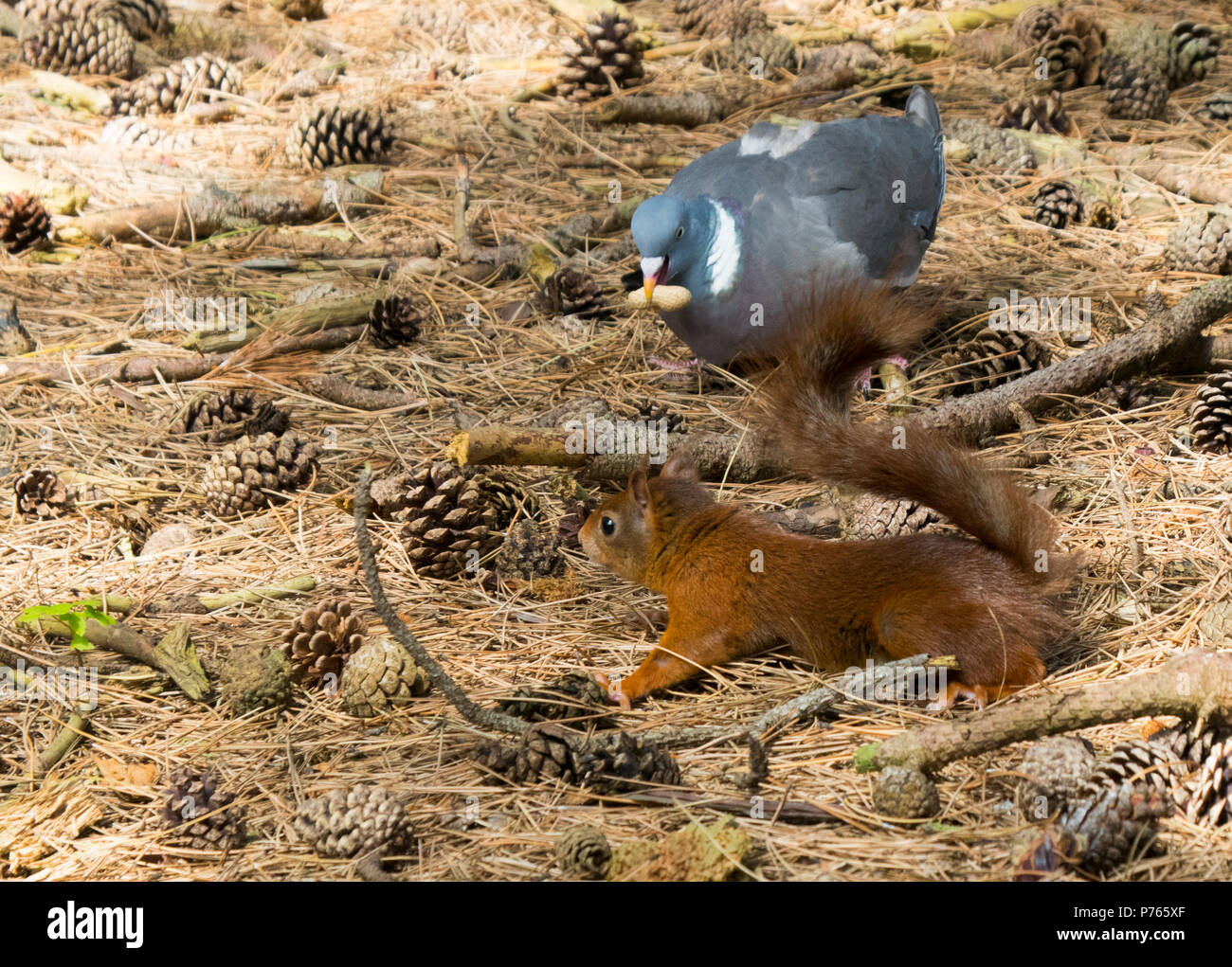 Colombaccio tenendo il dado dal scoiattolo rosso Foto Stock