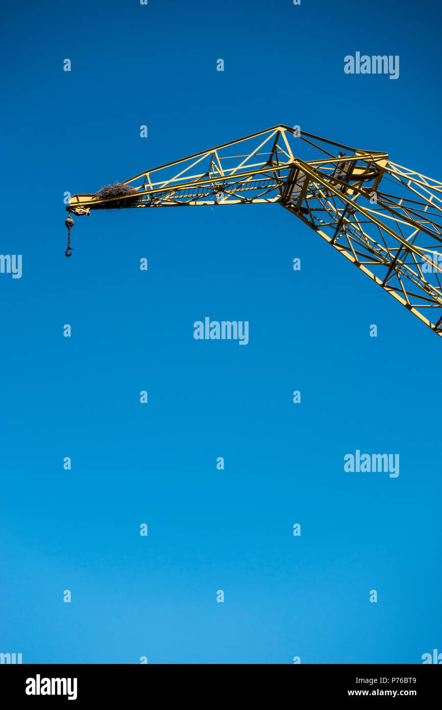 Grandi uccelli nidificano in gru, Puerto Madero Buenos Aires, Argentina Foto Stock