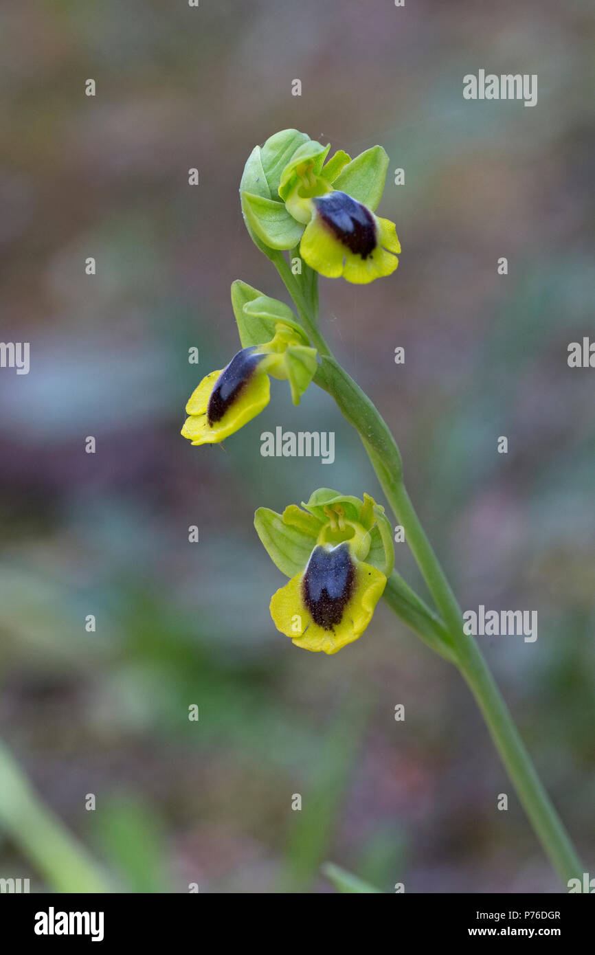 Ophrys giallo (Ophrys lutea) Foto Stock