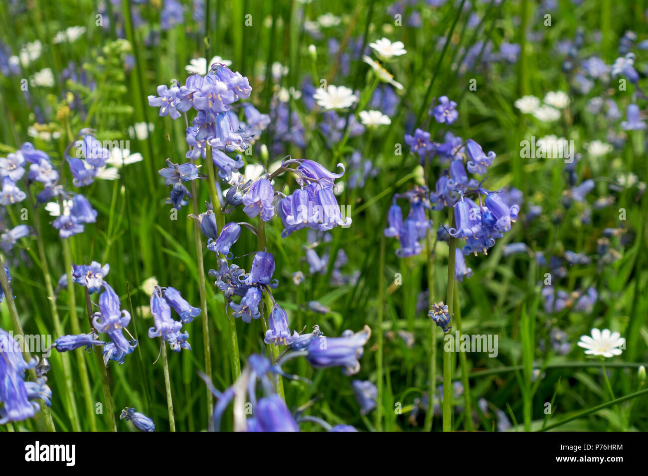 Primo piano di bluebells e bianco più grande stitchwort fiori in primavera Cumbria Inghilterra Regno Unito GB Gran Bretagna Foto Stock