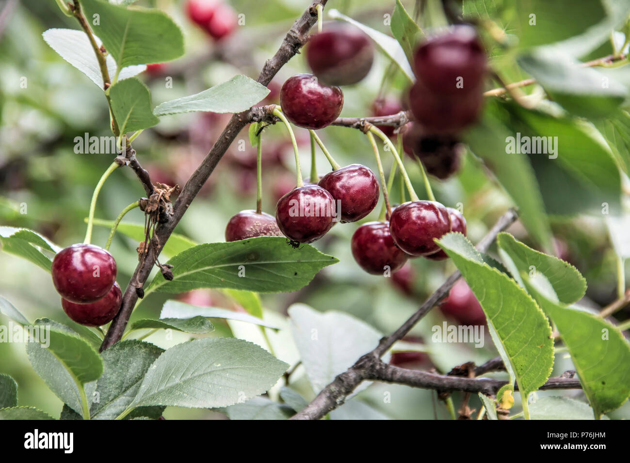 Ciliegie mature crescente sul ramo Foto Stock