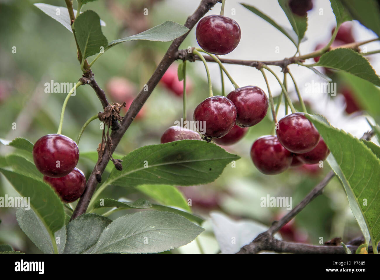 Ciliegie mature crescente sul ramo Foto Stock