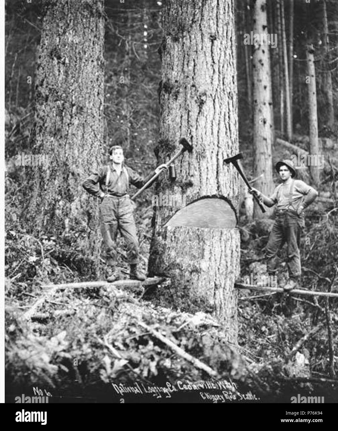 . Inglese: caduta di squadra nazionale, legname e Manufacturing Company, ca. 1920 . Inglese: didascalia sull'immagine: registrazione nazionale Co., Cedarville, nello Stato di Washington C. Kinsey foto, Seattle. No. 6 PH Coll 516.2227 National Lumber & Manufacturing Company è stato in attività dal 1920 al 1927, con sede e mulino in Hoquiam e operazioni di registrazione prima di Cedarville e poi, dal 1924, in Elma. Legname nazionale è stata venduta a Polson legname Azienda nel 1927. Cedarville è un piccolo insediamento presso il fiume Chehalis, undici miglia a sudest di Elma, nel sud-est del porto di Gray County. Nel 1855, esso è stato stabilito quando una Foto Stock