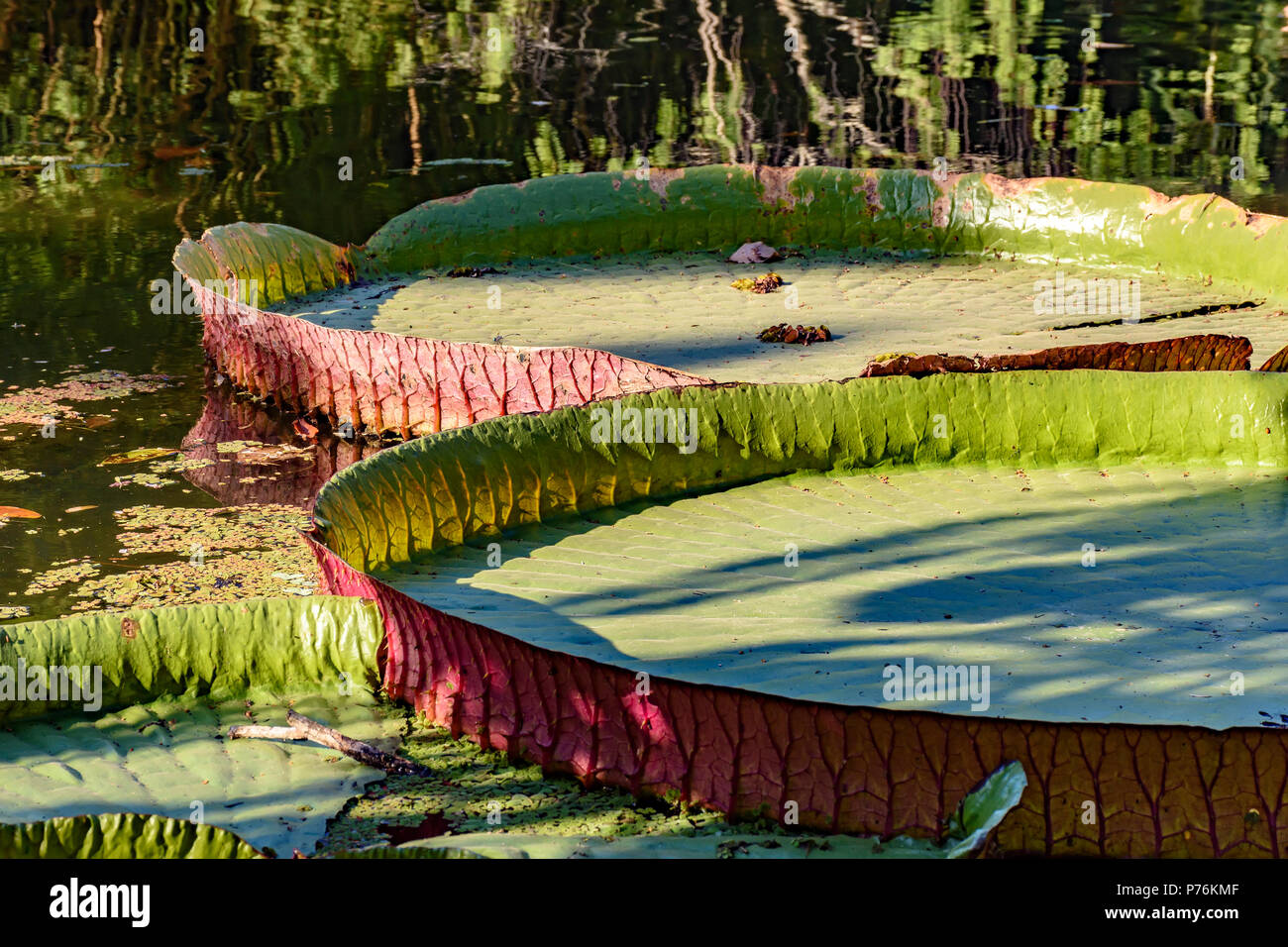 Victoria regia, pianta acquatica tipica della regione amazzonica, galleggiante sulle acque di un lago Foto Stock