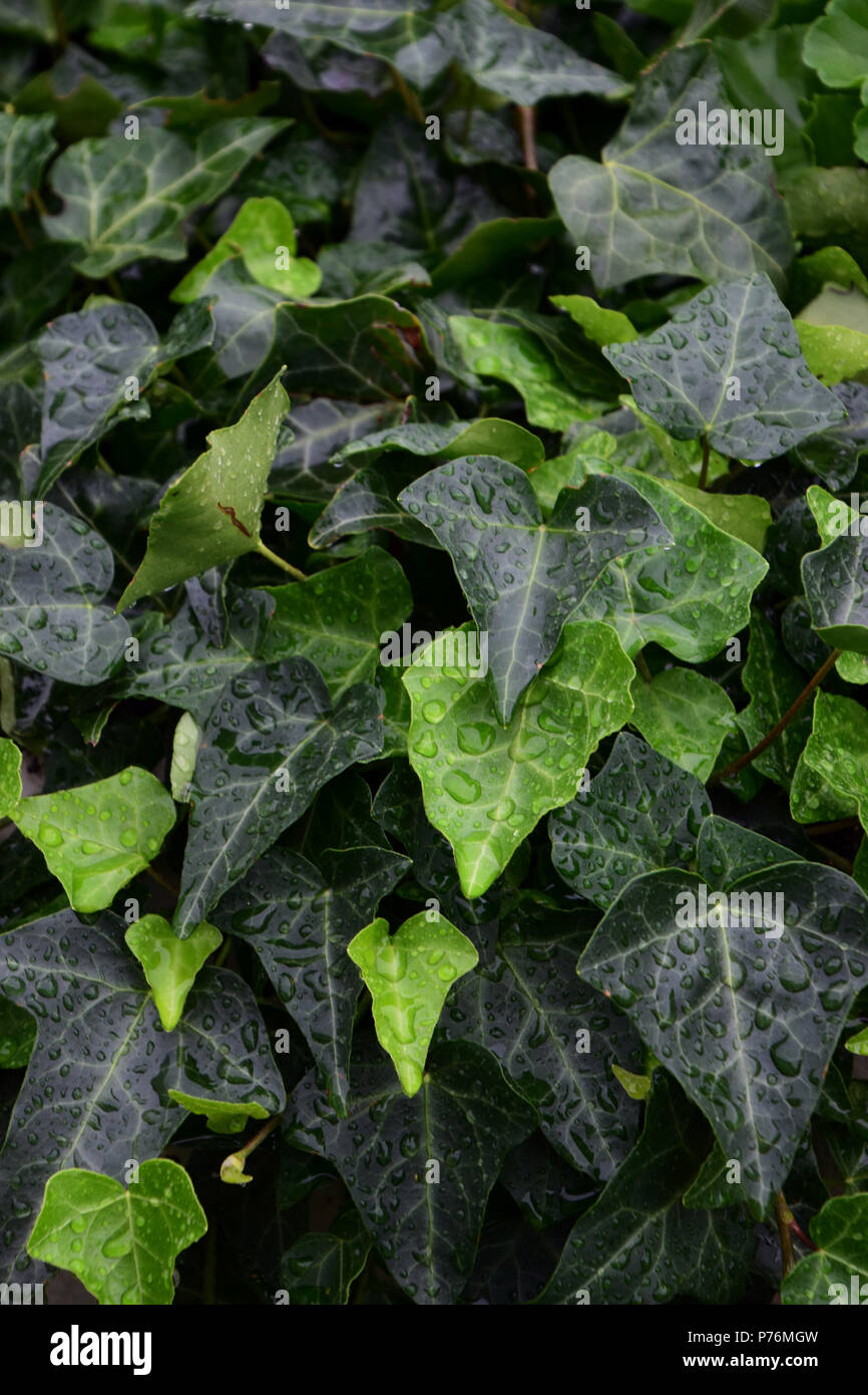 Foglie d'edera coperto con gocce d'acqua, verde edera sfondo con goccioline di acqua Foto Stock