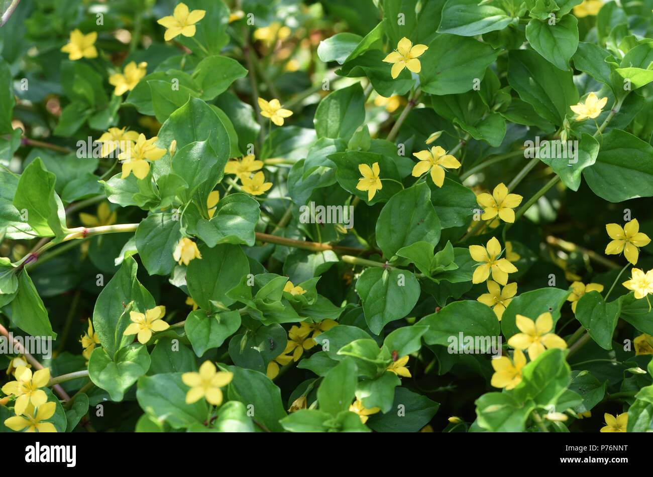 Fusti striscianti e fiori di colore giallo (pimpernel Lysimachia nemorum). Bedgebury Forest, Kent, Inghilterra. Regno Unito. Foto Stock