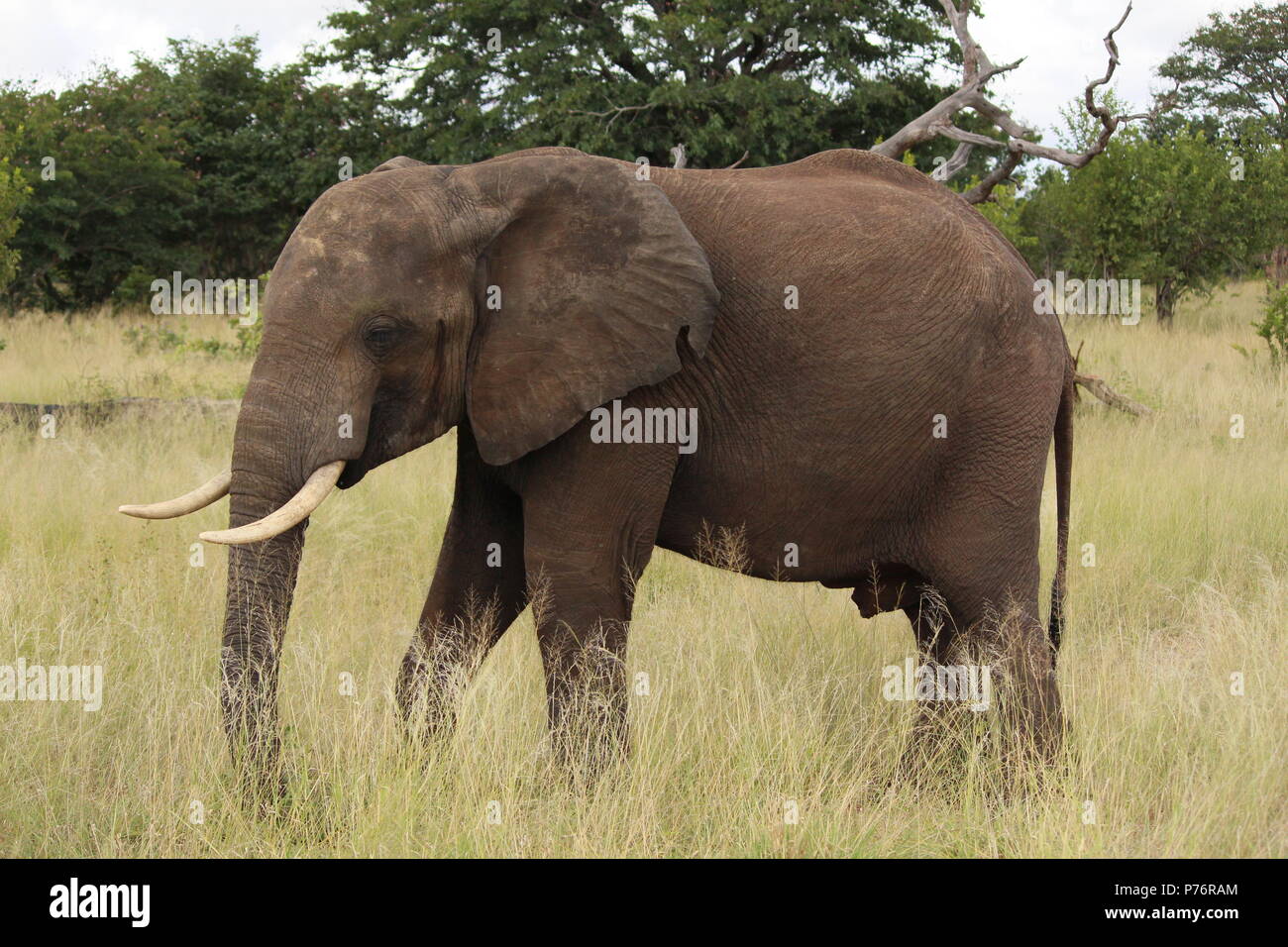 Ritratto di un giallo Finch uccello su di un ramo Foto Stock