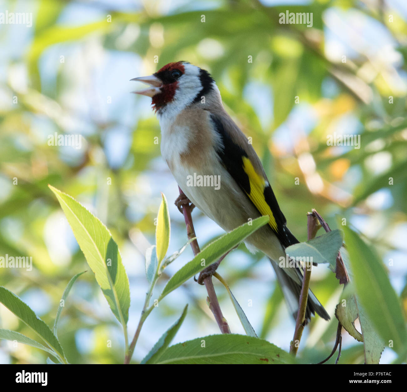 Cardellino europeo (Carduelis carduelis) Foto Stock