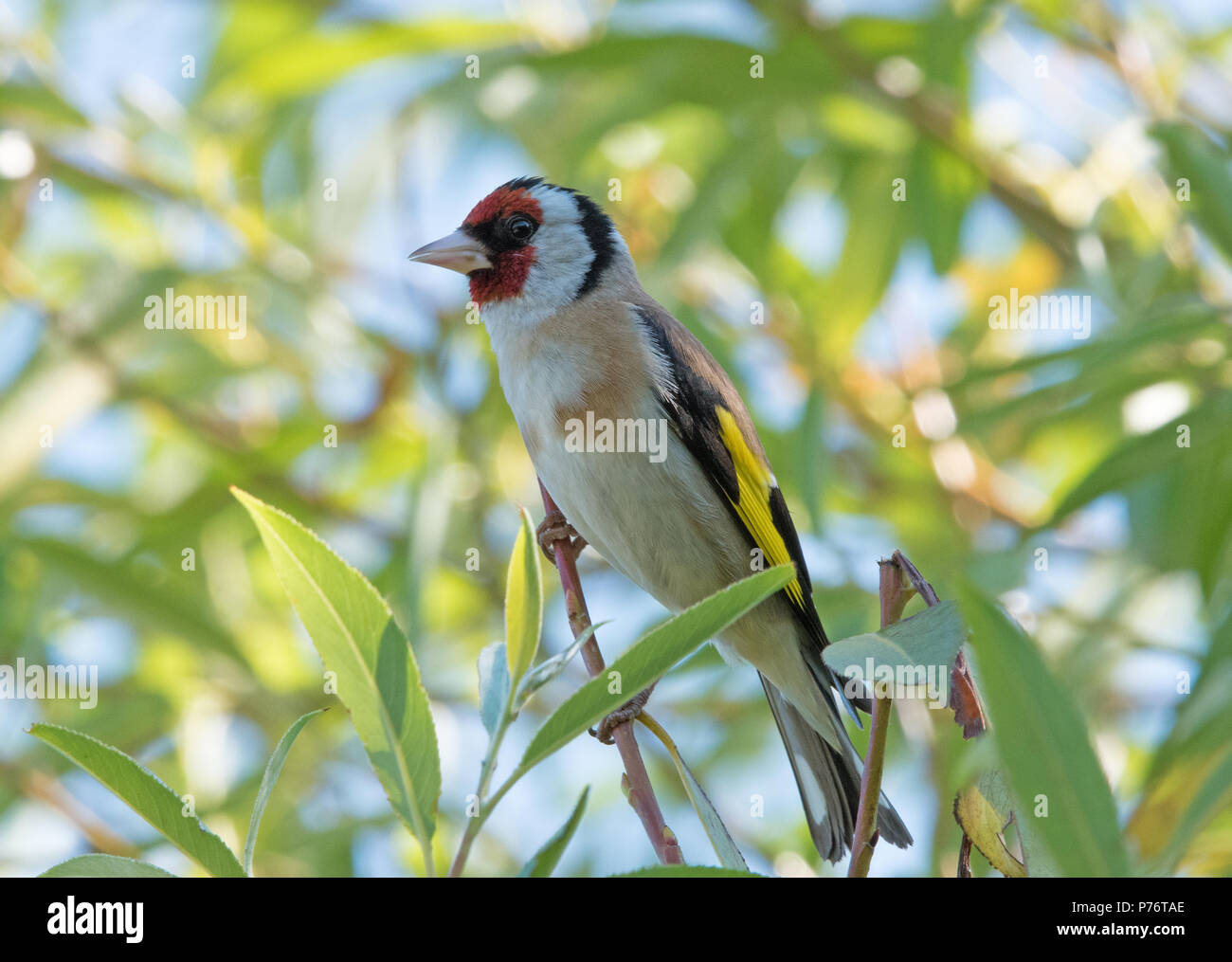 Cardellino europeo (Carduelis carduelis) Foto Stock