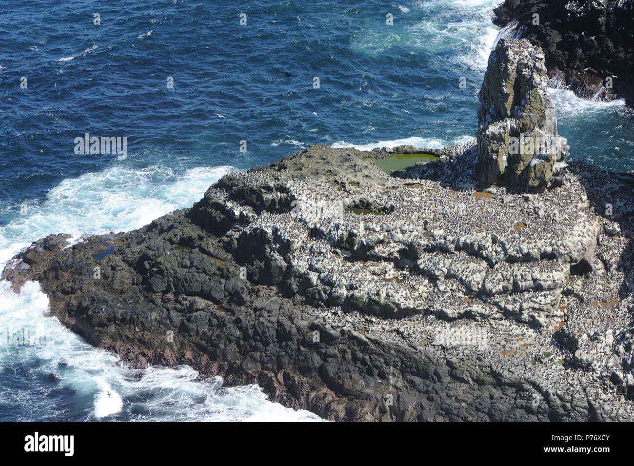 Spettacolari colonne di basalto e scogliere sul mare nei pressi della RSPB West luce centro di uccello sono la soluzione ideale per siti di nidificazione per i puffini (Fratercula arctica), guill Foto Stock