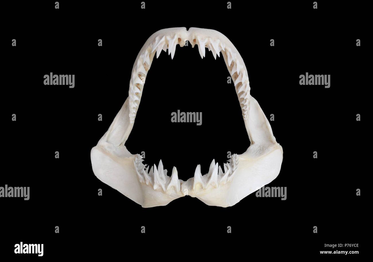 Le ganasce di un grande illex squalo mako (Isurus oxyrinchus) Foto Stock