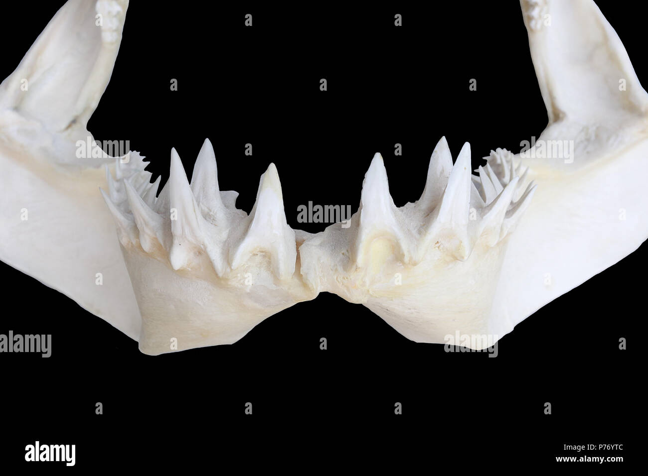 Squalo mako : la ganascia inferiore Closeup Foto Stock