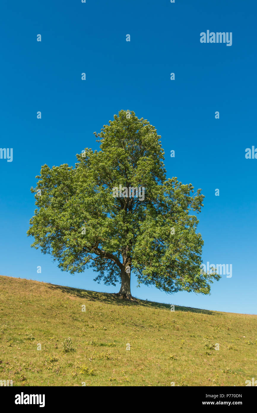 Un solitario maturare il frassino Fraxinus excelsior in foglia completa su un crinale in estate il sole e un cielo azzurro sfondo con spazio di copia Foto Stock