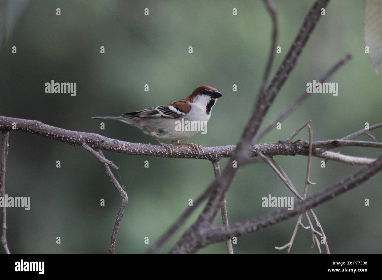 Uccelli rossi giocando sui rami di alberi Foto Stock