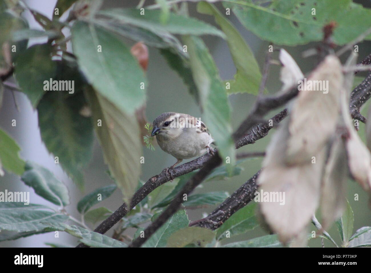 Uccelli rossi giocando sui rami di alberi Foto Stock