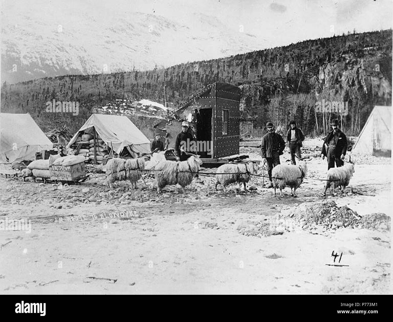 . Inglese: Klondikers con team di capre angora utilizzato per il traino di sled vicino a Skagway, Alaska, la molla 1898. Inglese: J.L. Wilson, Dawson, N.W.T. contrassegnati sul lato di sled . Didascalia sulla immagine: 'En route a Klondyke' n. 41 appare nell'angolo in basso a destra . Klondike Gold Rush. Soggetti (LCTGM): gli sled--Alaska--Skagway; Tende--Alaska--Skagway; capannoni--Alaska--Skagway soggetti (LCSH): capre angora--Alaska--Skagway . 1898 7 Klondikers con team di capre angora utilizzato per il traino di sled vicino a Skagway, Alaska, Primavera 1898 (HEGG 262) Foto Stock