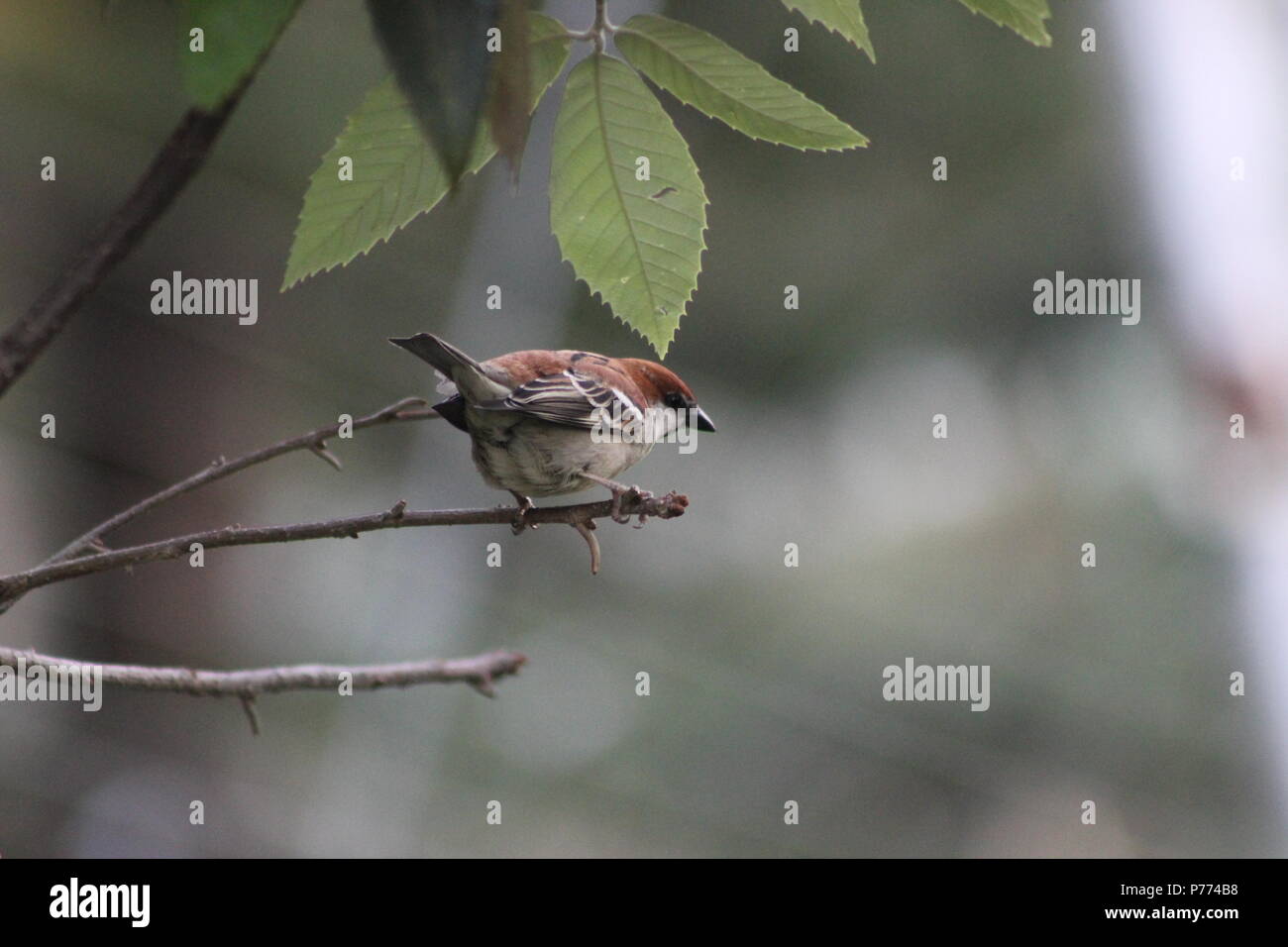 Uccelli rossi giocando sui rami di alberi Foto Stock