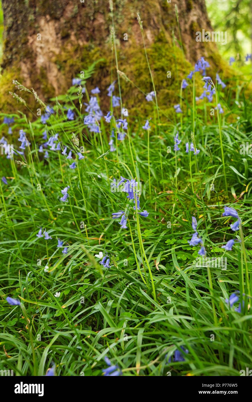 Primo piano di fiori selvatici bluebells fioritura in primavera Cumbria Inghilterra Regno Unito GB Gran Bretagna Foto Stock