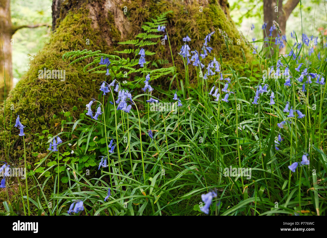 Primo piano di fiori selvatici bluebells fioritura in primavera Cumbria Inghilterra Regno Unito GB Gran Bretagna Foto Stock