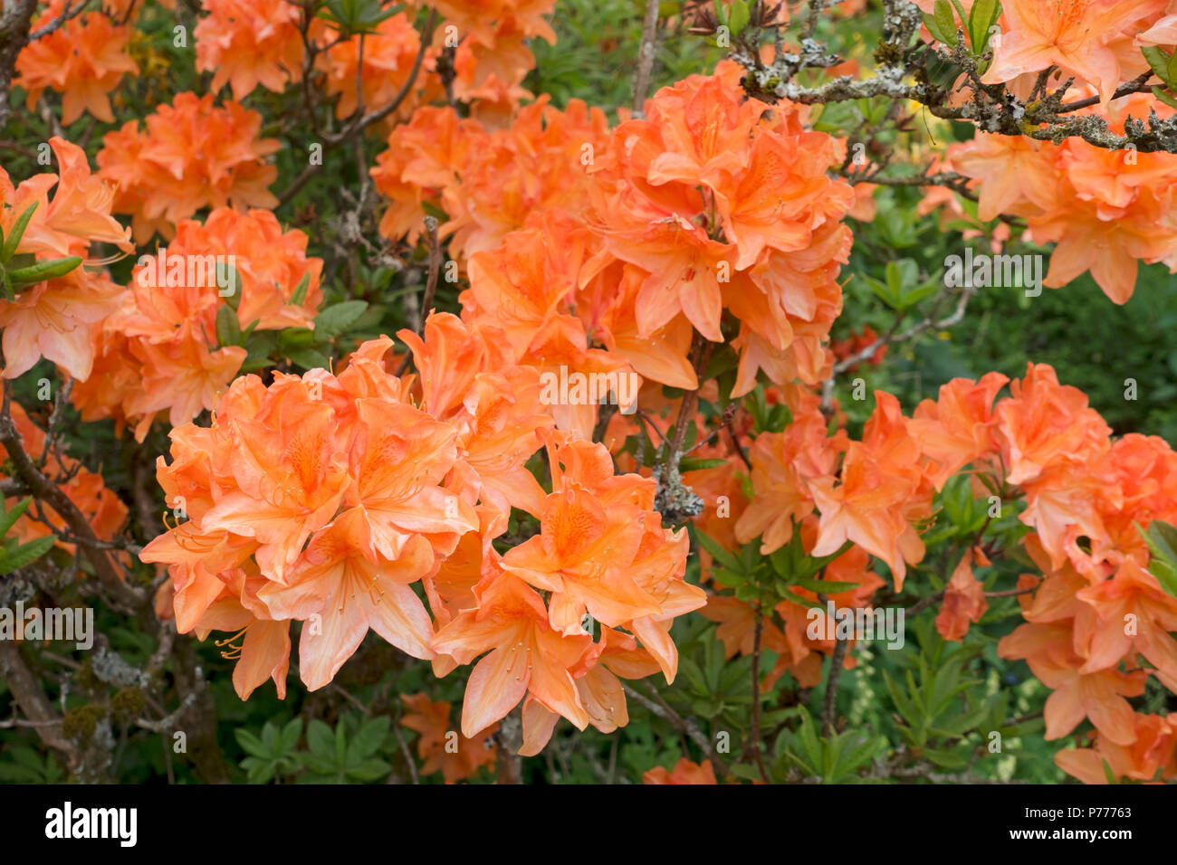 Primo piano di arancio azalea azaleas fiore fiori in primavera Cumbria Inghilterra Regno Unito GB Gran Bretagna Foto Stock