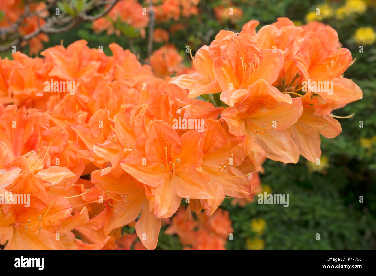 Primo piano di fiori arancioni azalea azaleas fiore fiori in primavera Cumbria Inghilterra Regno Unito GB Gran Bretagna Foto Stock