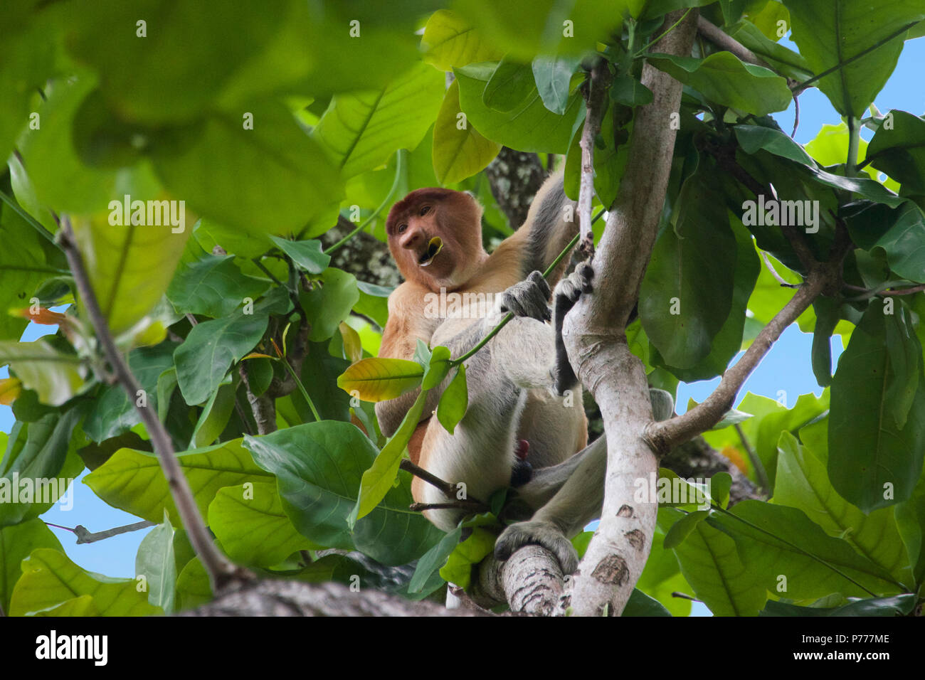 Maschi selvatici proboscide naso Monkey Baku Parco Nazionale di Sarawak Borneo Malaysia Foto Stock