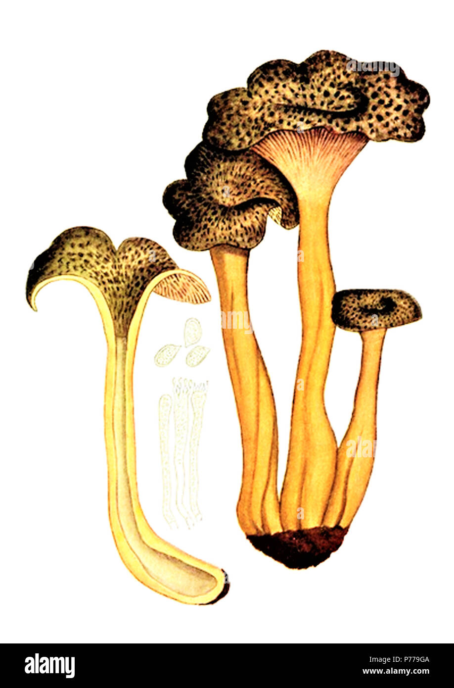 11 Bresadola - Craterellus lutescens Foto Stock