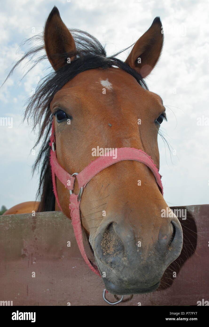 Brown della testa di cavallo cercando friendly outdoor, close up, cavallo guarda direttamente nella fotocamera, con curiosità Foto Stock