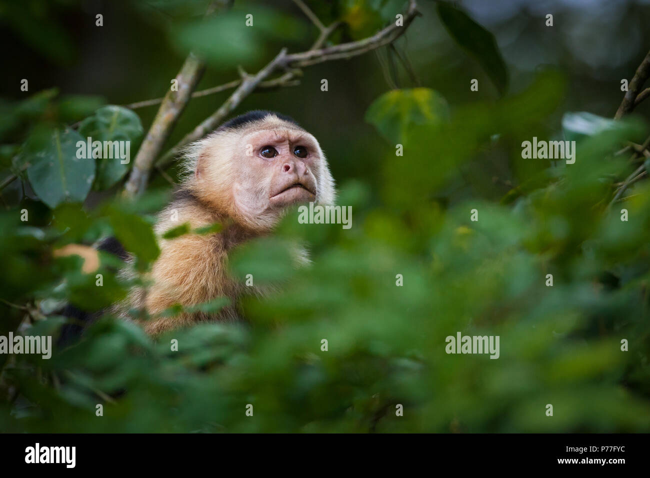 Cappuccino a faccia bianca, imitatore Cebus, nella foresta pluviale accanto al lago Gatun (lato est), Repubblica di Panama. Foto Stock