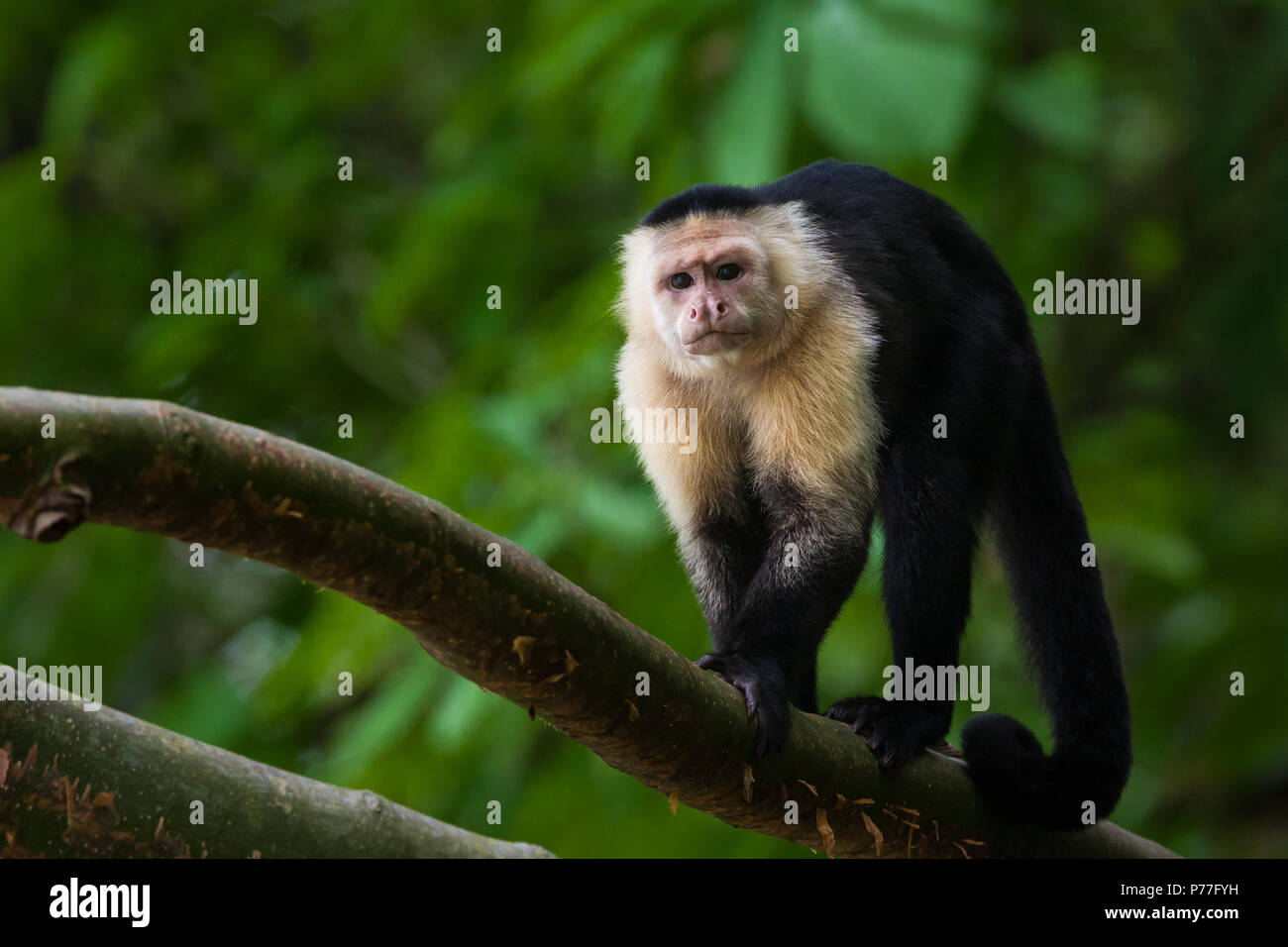 Cappuccino a faccia bianca, imitatore Cebus, nella foresta pluviale accanto al lago Gatun (lato est), Repubblica di Panama. Foto Stock