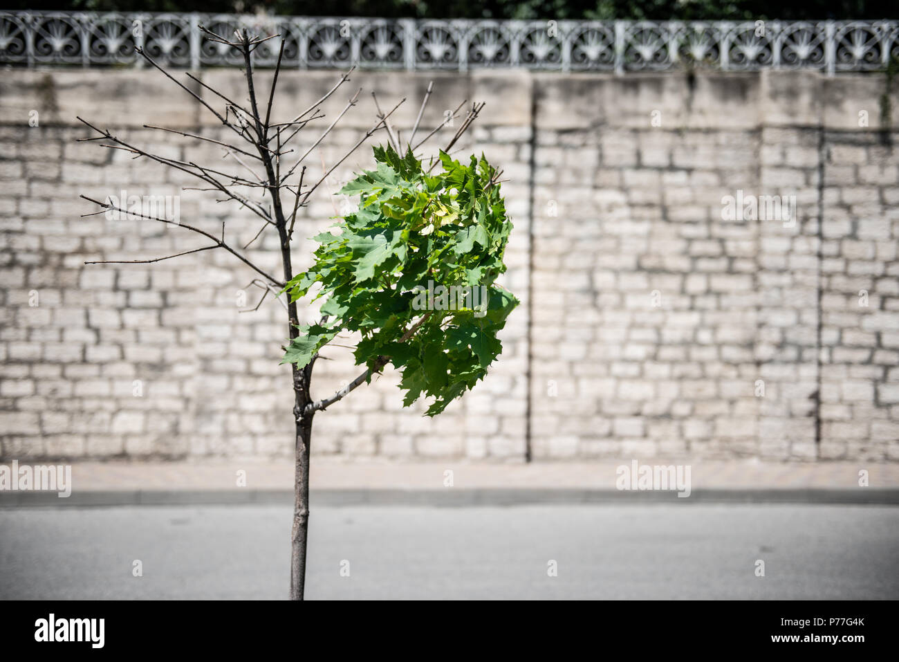 Albero solitario resistenza al vento Foto Stock