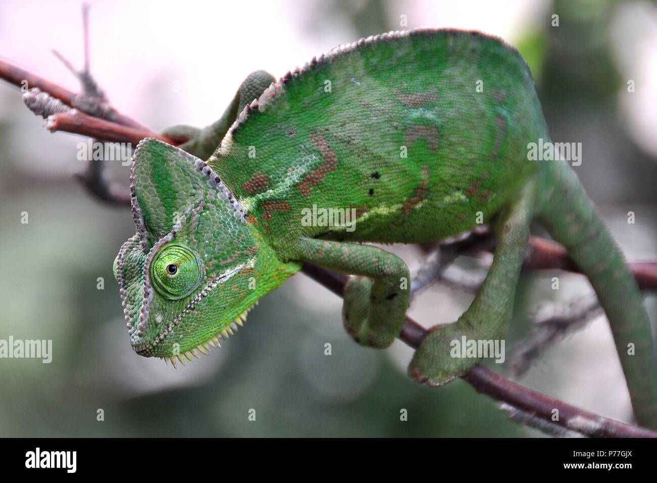 Karma il camaleonte meraviglie su un ramo nei giardini. Foto Stock
