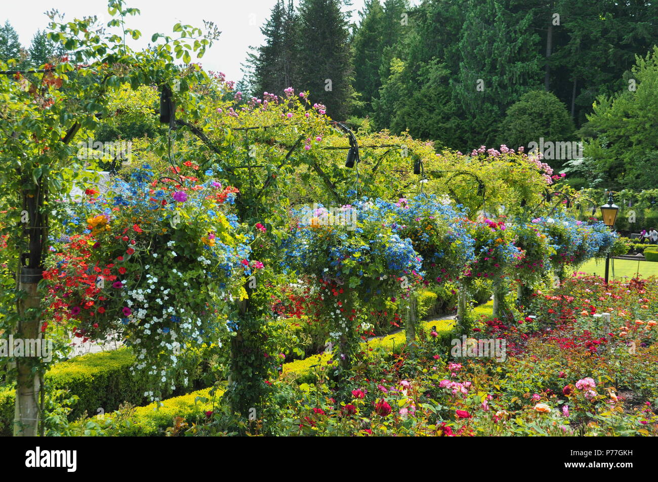 Nei cestini appesi al Butchart Gardens in Victoria BC. Foto Stock